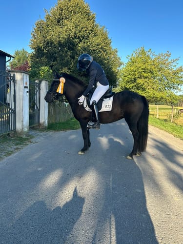 Customer photo review of Strotonin Horse Support