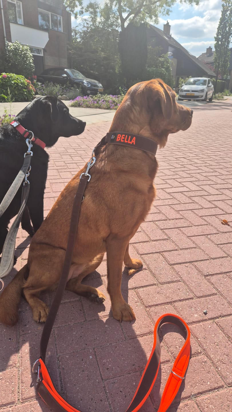 Customer photo review of Fleece Half-Check Dog Collar with Name - L | 4Kyon
