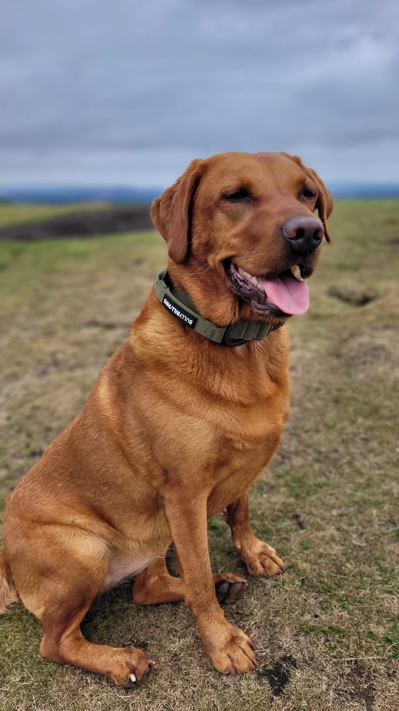 Customer photo review of 4cm LIGHTER Combat® Collar | Handle Rated Clip - Khaki x Khaki