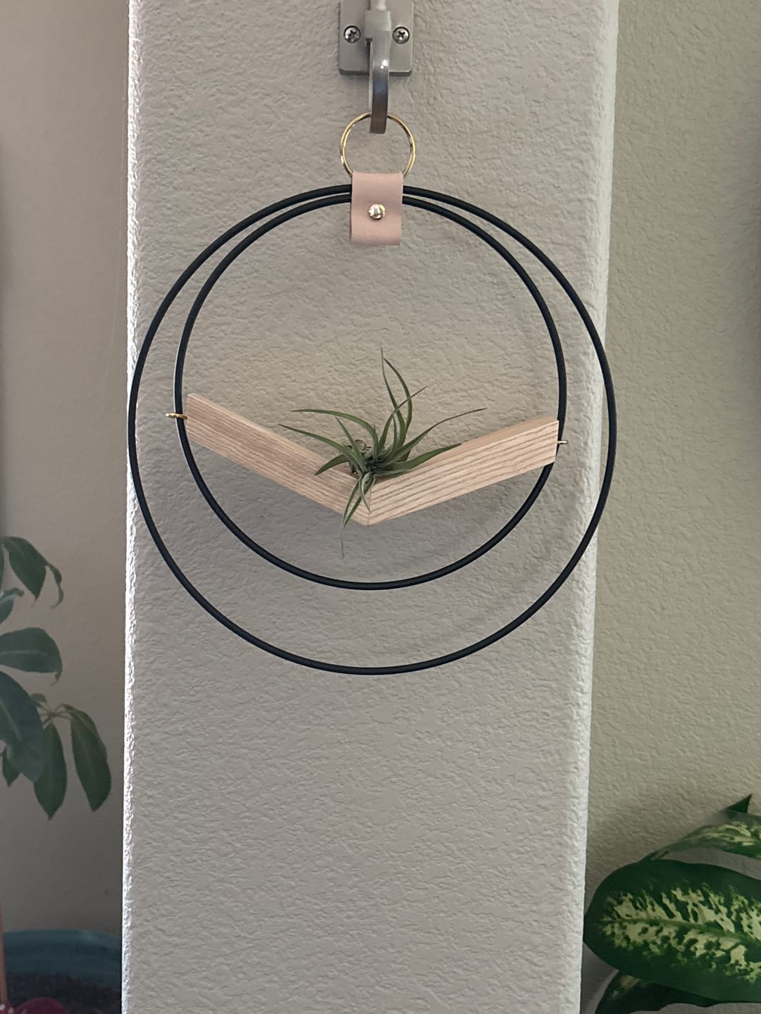 Customer photo review of Air Plant V-Hanger