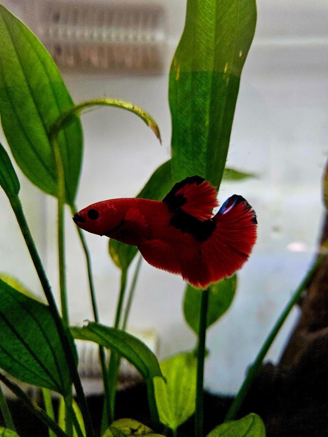 Customer photo review of Hellboy Plakat Male Betta Fish | Order Directly From Farm | You Pick Fish