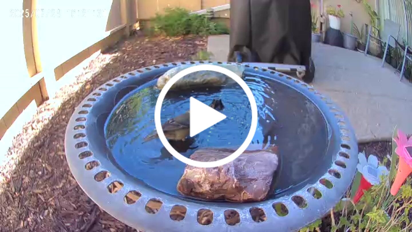 Customer video review of Birdfy Cam - Versatile Standalone Backyard Birdwatching Camera