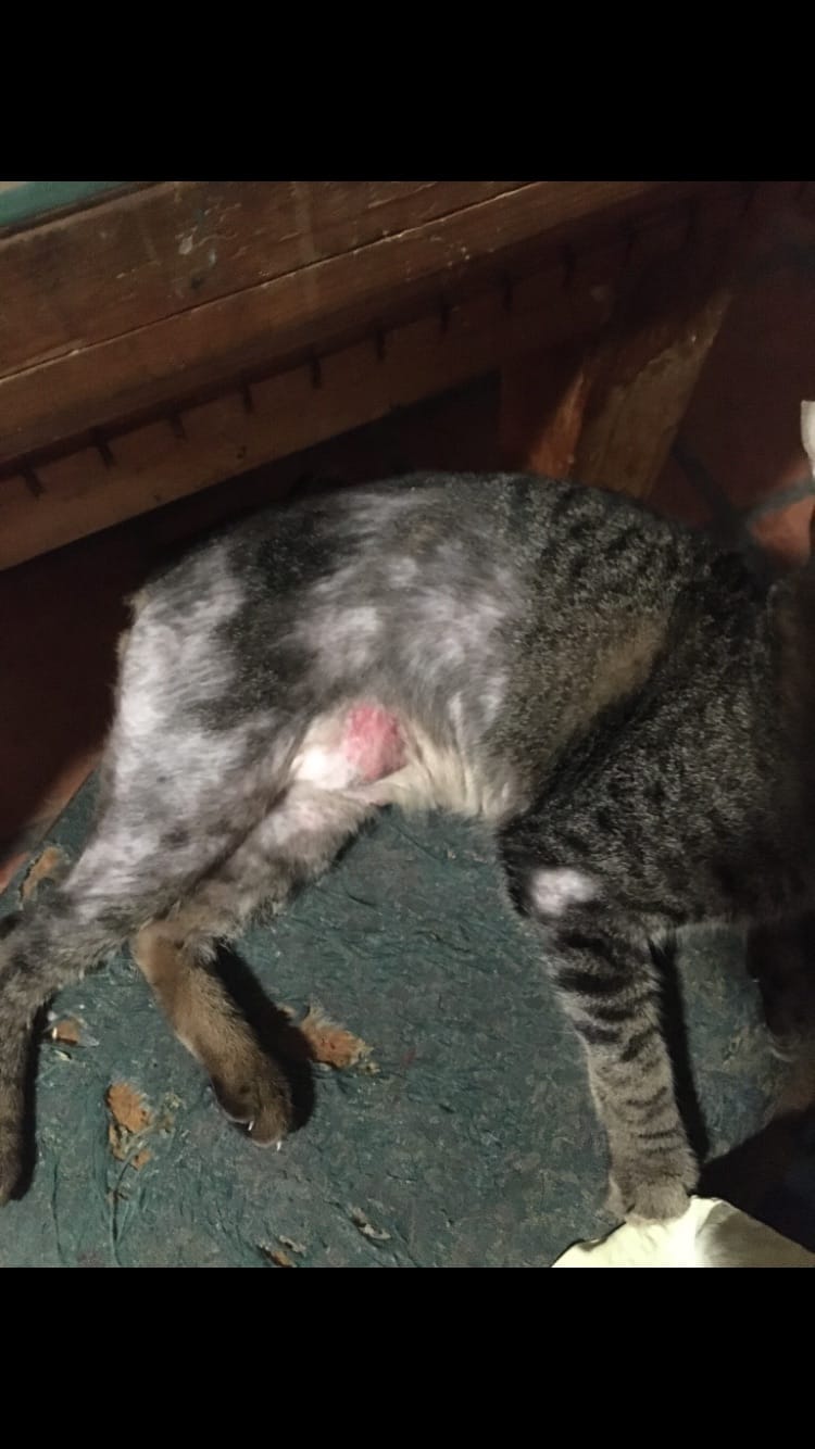 Customer photo review of Cat Itchy Skin & Healthy Coat Remedy