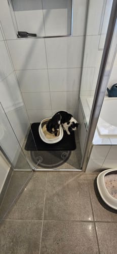 Customer photo review of 1 Month Supply – 1 Cat