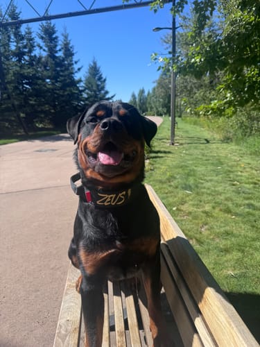 Customer photo review of 2" Tacti Luxe Dog Collar - Gold Noir