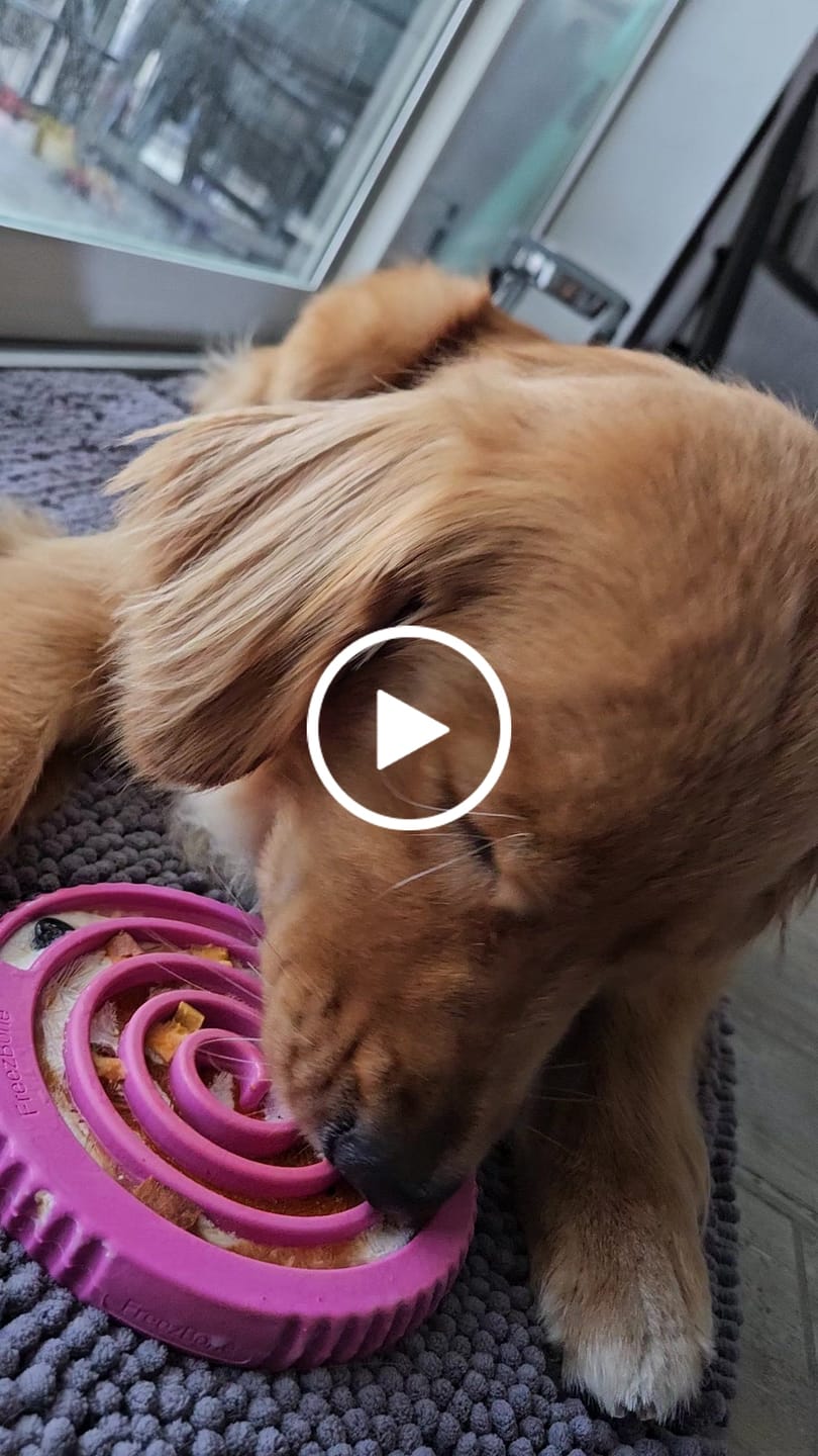 Customer video review of FreezSunflower - Interactive Frozen Sunflower Dog Chew
