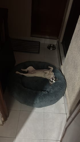 Customer photo review of Cama Antiestrés para Perros