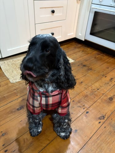 Customer photo review of Red Plaid Dog Hoodie