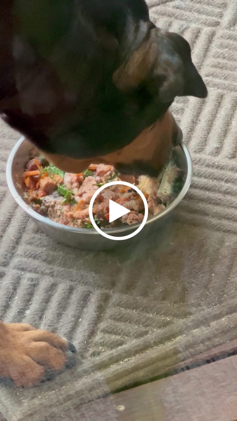 Customer video review of Salmon for Dogs & Cats