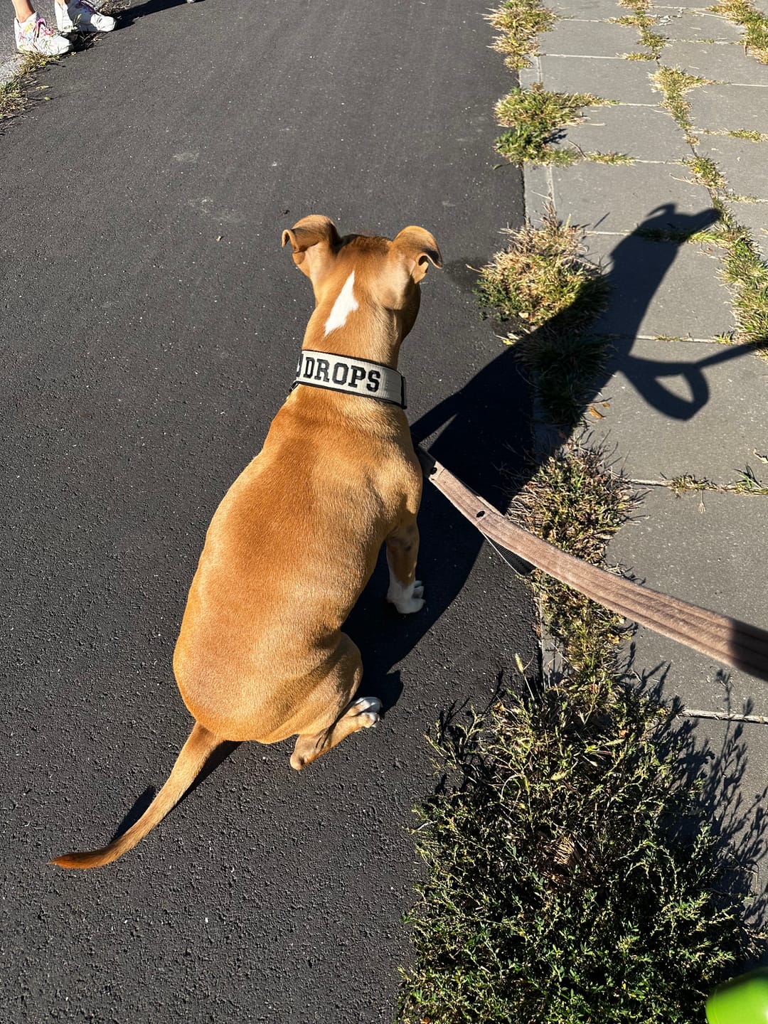 Customer photo review of Półzaciskowa obroża dla psa z imieniem - Personal Martingale