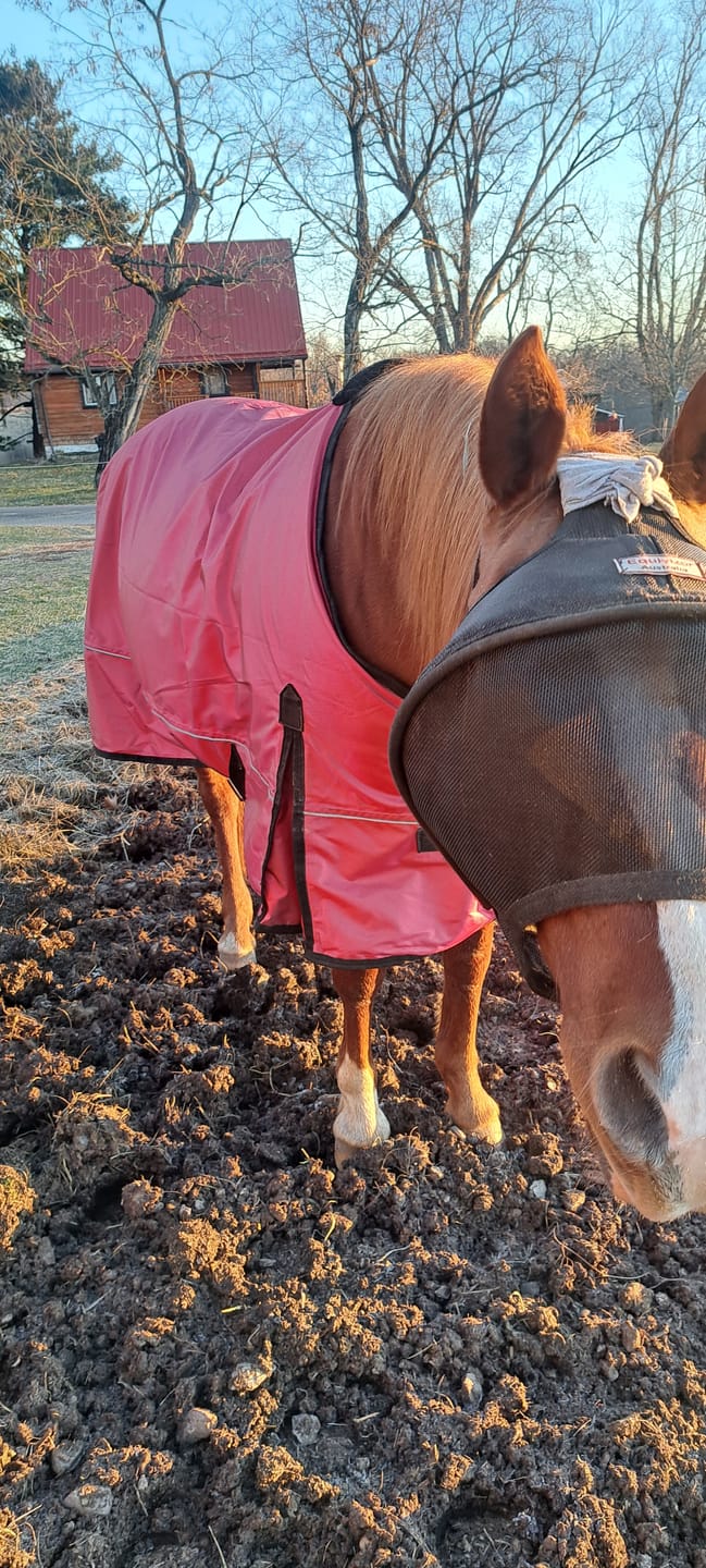 Customer photo review of Solar Vizor Fly Mask - Standard Style