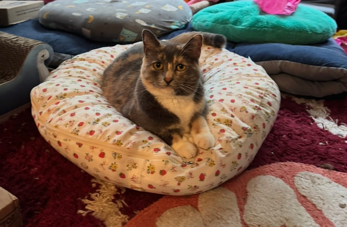 Customer photo review of Strawberry Jam Pudding Bed