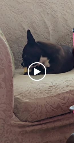 Customer video review of 4-Stick Yak Chew Pack – Mint, Banana, Strawberry & Pumpkin
