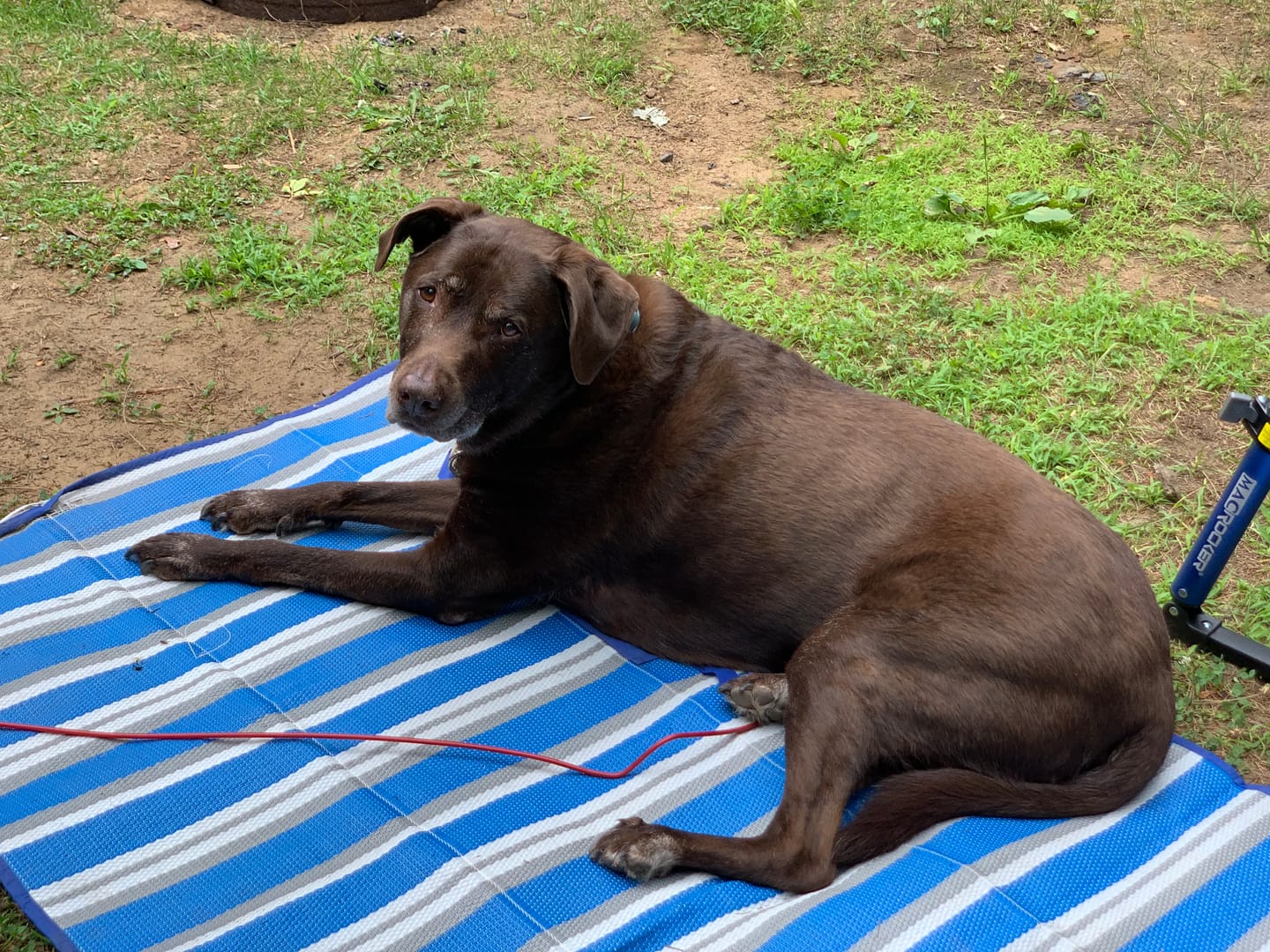 Customer photo review of DOLORES (Douleur) pour chiens et chats