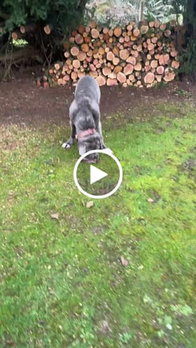 Customer video review of Hand Made Leather Dog Collar - RuffNeck Cherry & Brass (Wide Fit)