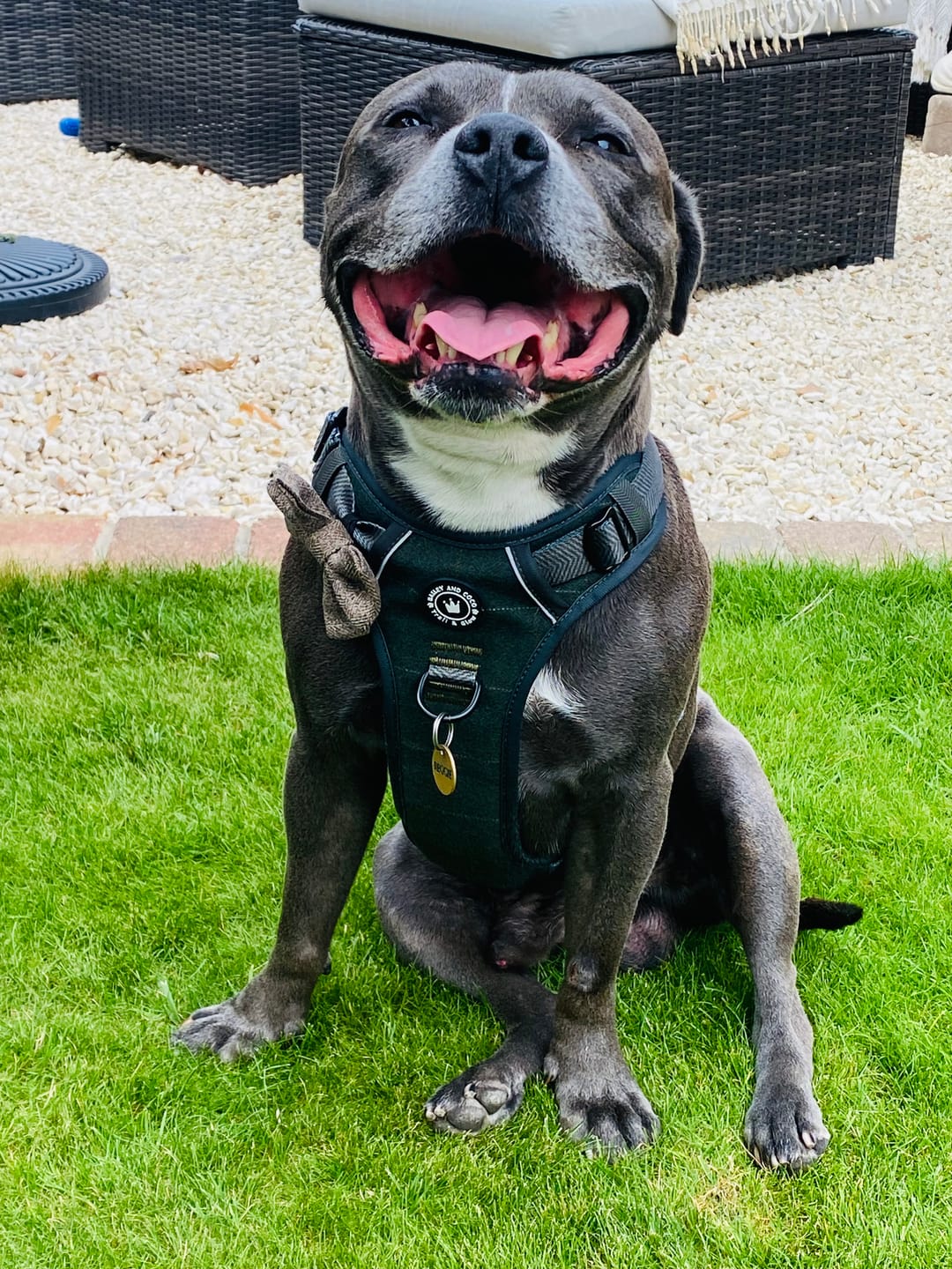 Customer photo review of Trail & Glow Tweed Dog Harness - Forest Tweed