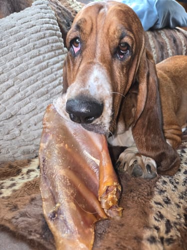 Customer photo review of Large Dog Black Friday Bundle II (4x 5oz Jerky Bags + 4x LARGE Smoked Marrow Bones)