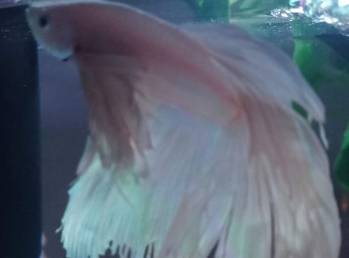 Customer photo review of Super White Dumbo Ear Halfmoon Male Betta Fish