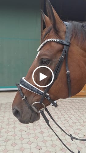 Customer video review of Blu Fiore - Florale Eleganz trifft klassischen Komfort – deine Trense mit Wow-Effekt.