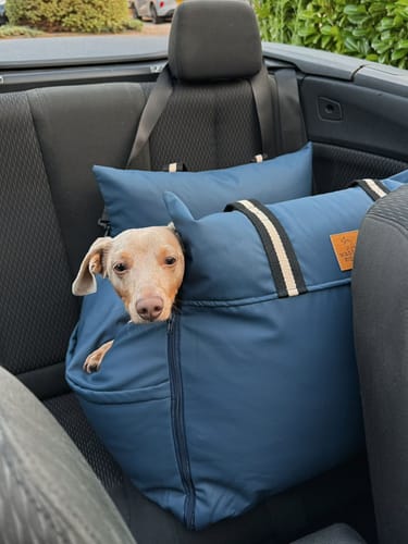 Customer photo review of Wagging Rights - Dog Dock