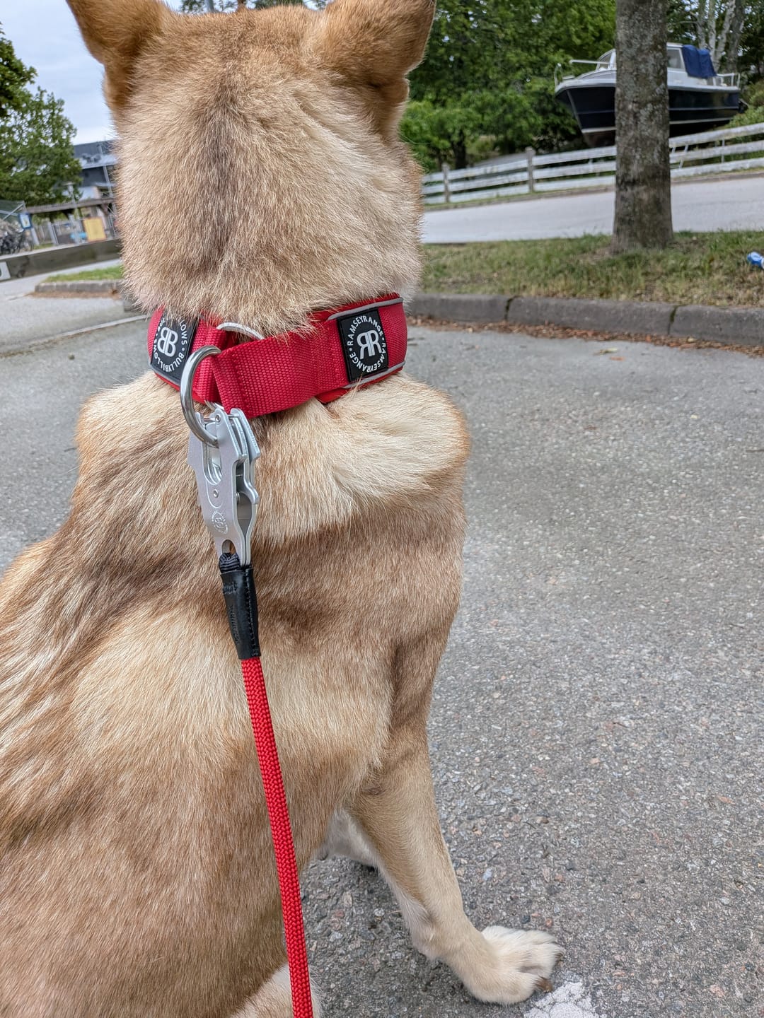 Customer photo review of 5cm Slip on Collar | Foam Padded - Red