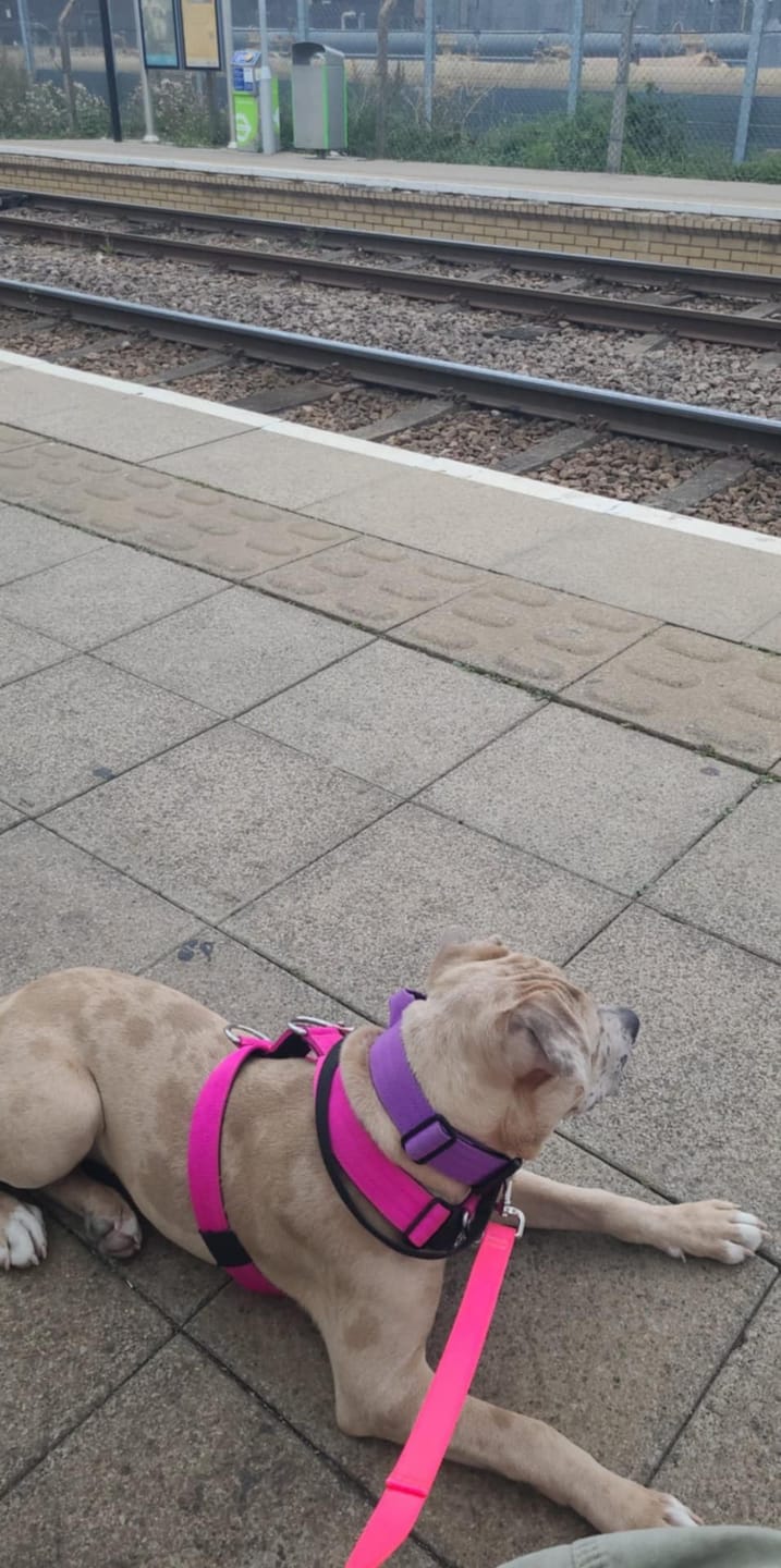 Customer photo review of Training Anti Pull TRI-Harness® | M-XL Breeds - Magenta