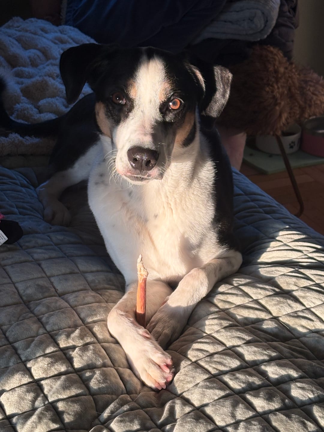 Customer photo review of 12 Inch Extra Thick Bully Sticks