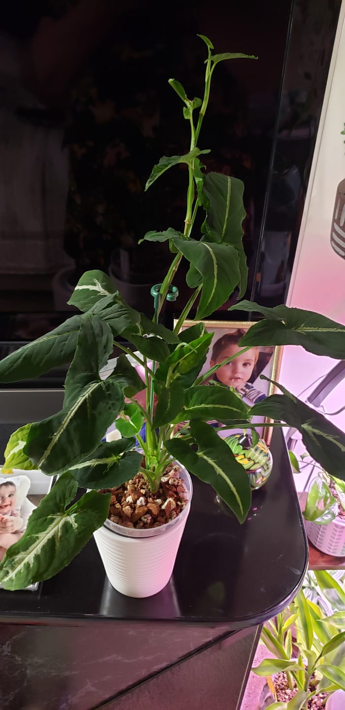 Customer photo review of Syngonium wendlandii