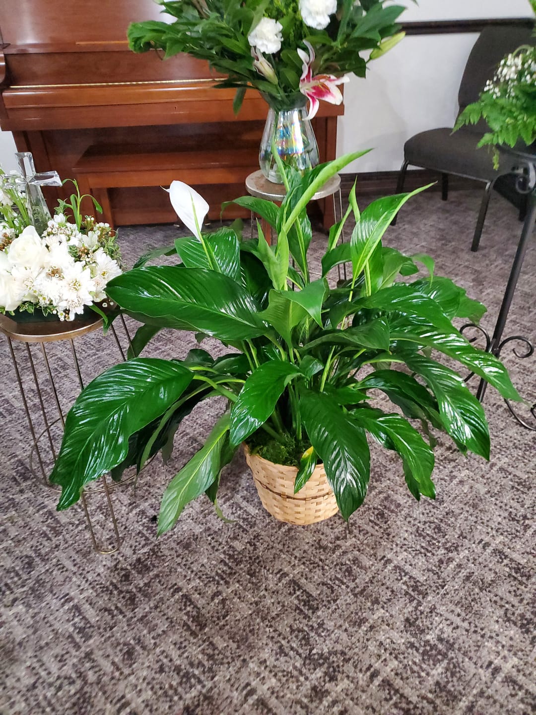 Customer photo review of Classic Sympathy Plant - Peace Lilly (Spathiphyllum)
