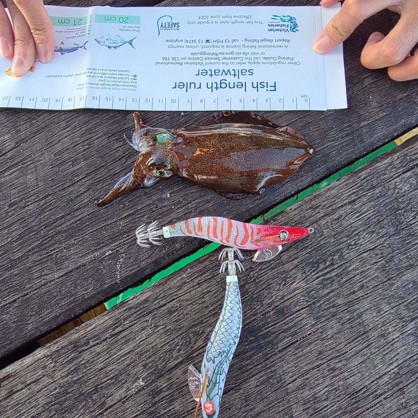Customer photo review of Hakuryu White Dragon Squid Jig
