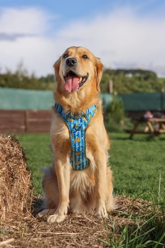 Customer photo review of Disney© Tough Trails™ Harness - Simba