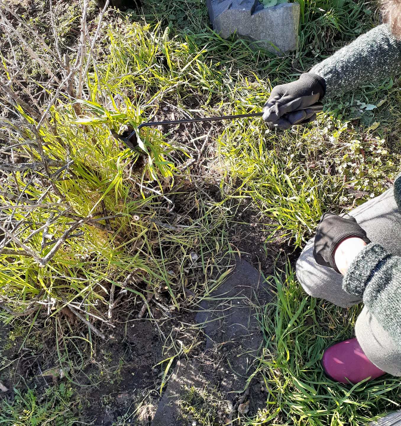 Customer photo review of GardenMate™ - Uprooting Tool
