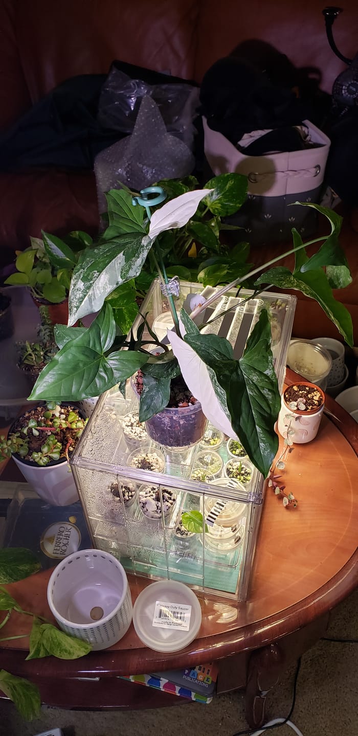Customer photo review of Syngonium podophyllum albo variegata