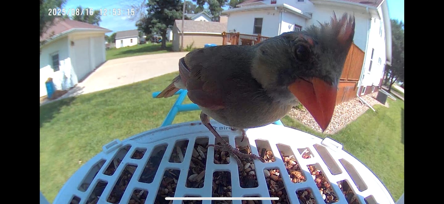 Customer photo review of Birdfy Bird Seed Guard