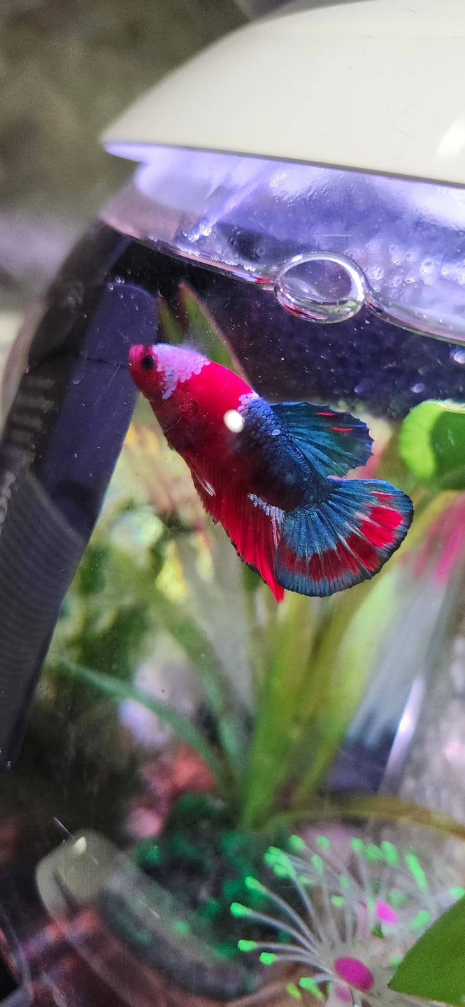 Customer photo review of Hellboy Plakat Male Betta Fish | Order Directly From Farm | You Pick Fish