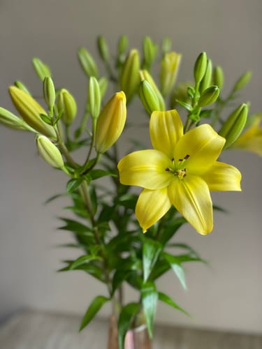 Customer photo review of Asiatic Lily