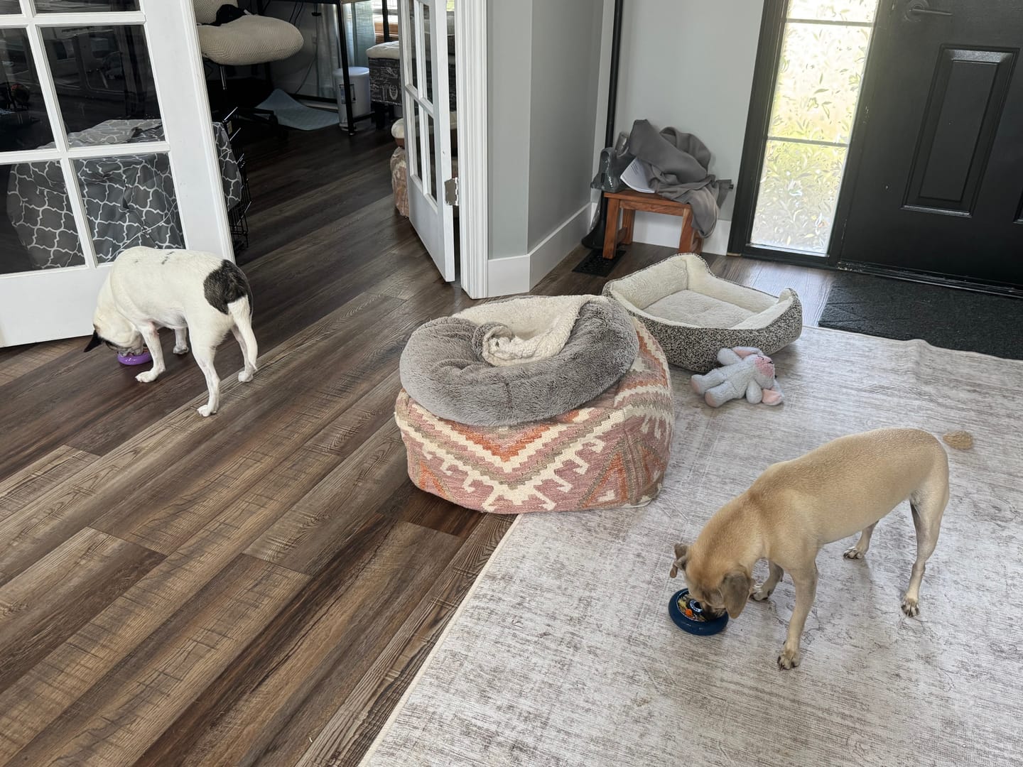 Customer photo review of Freez Doughnut - Super Durable Treat Toy