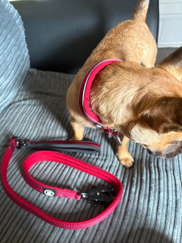 Sasha H. review of 1.2m Mini Combat® Lead - Burgundy image 1 out of 1