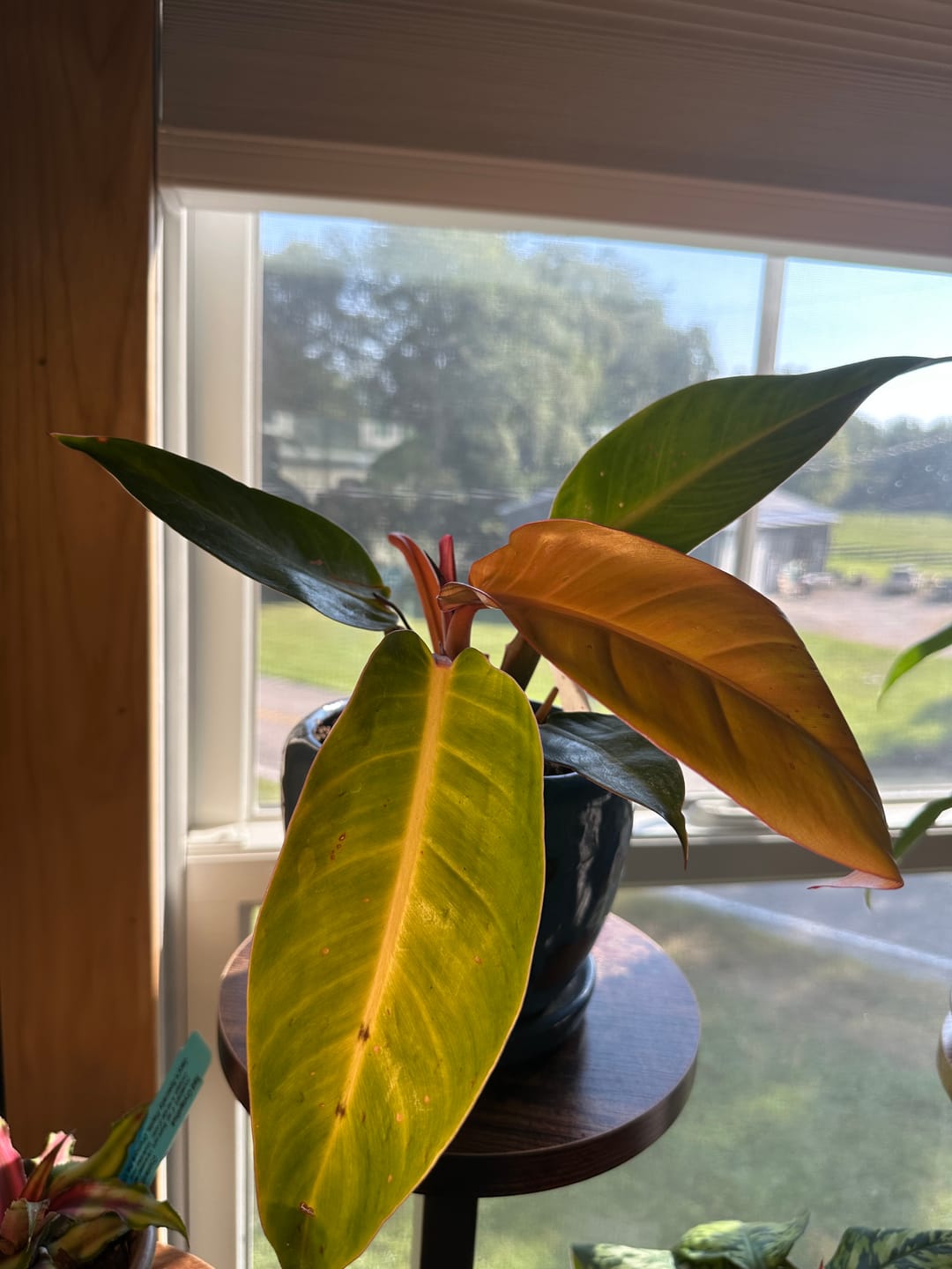 Customer photo review of Philodendron 'Sun Red'