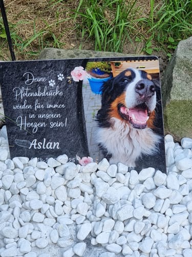 Customer photo review of Hunde Gedenktafel mit Foto & Spruch (UV- &  Wetterfest)