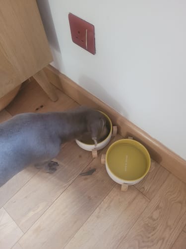 Customer photo review of Superfood Scottish Salmon with Dill, Spinach, Fennel, Asparagus & Tomato (Small Kibble)
