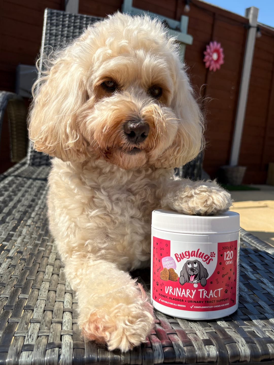 Customer photo review of Urinary Tract Supplement Chews