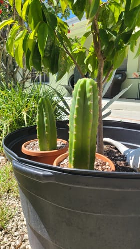 Customer photo review of San Pedro Cactus | Trichocereus (Echinopsis) Pachanoi