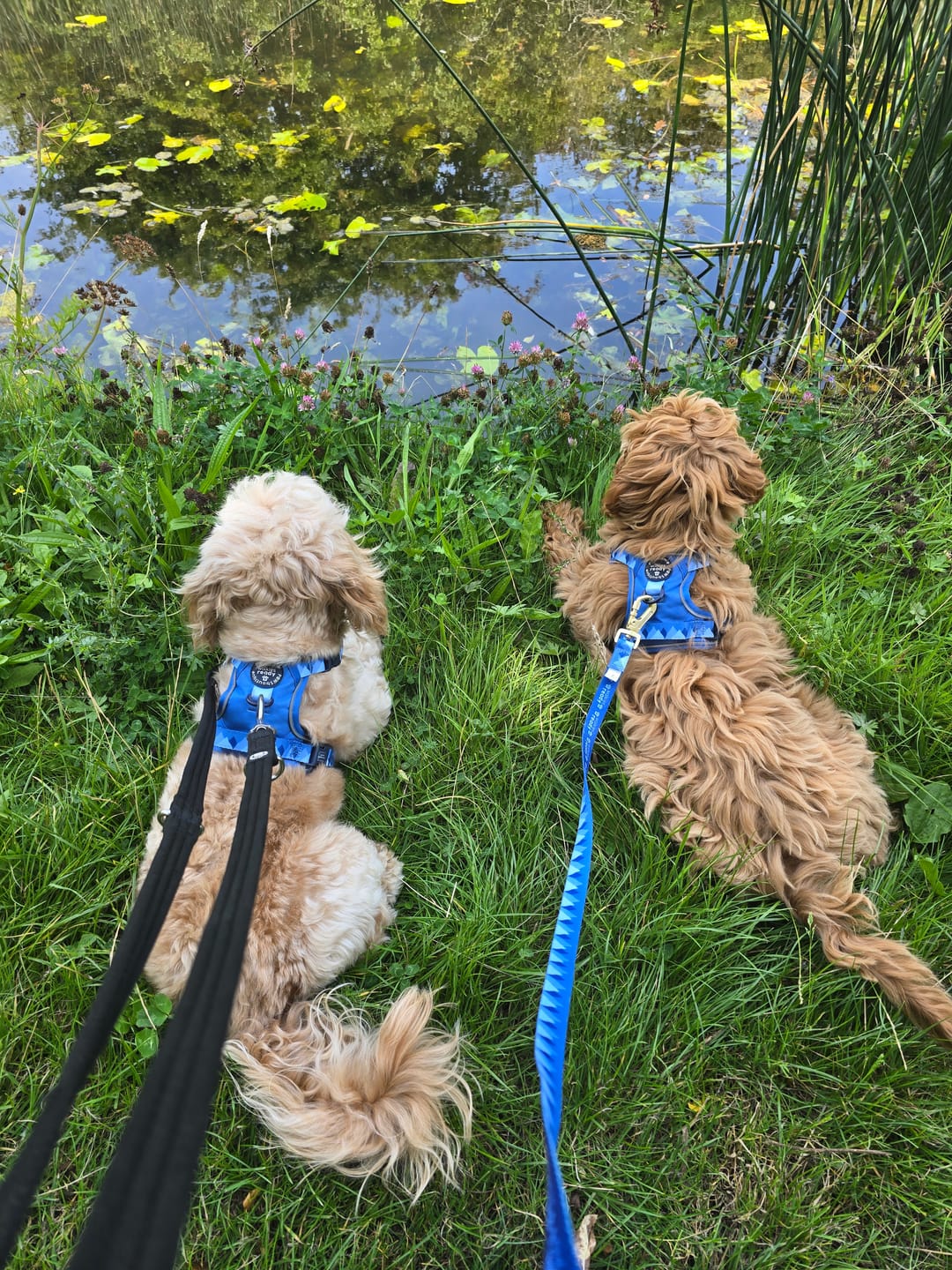 Customer photo review of Tough Trails™ Harness - Walkies Ready® Cornflower Blue