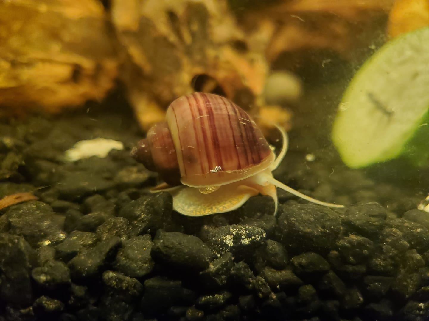 Customer photo review of Magenta Mystery Snail