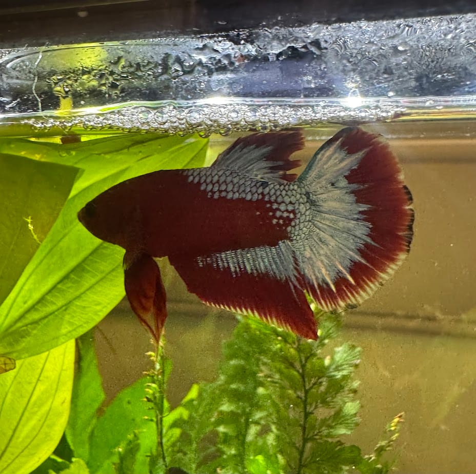 Customer photo review of Hellboy Plakat Male Betta Fish | Order Directly From Farm | You Pick Fish