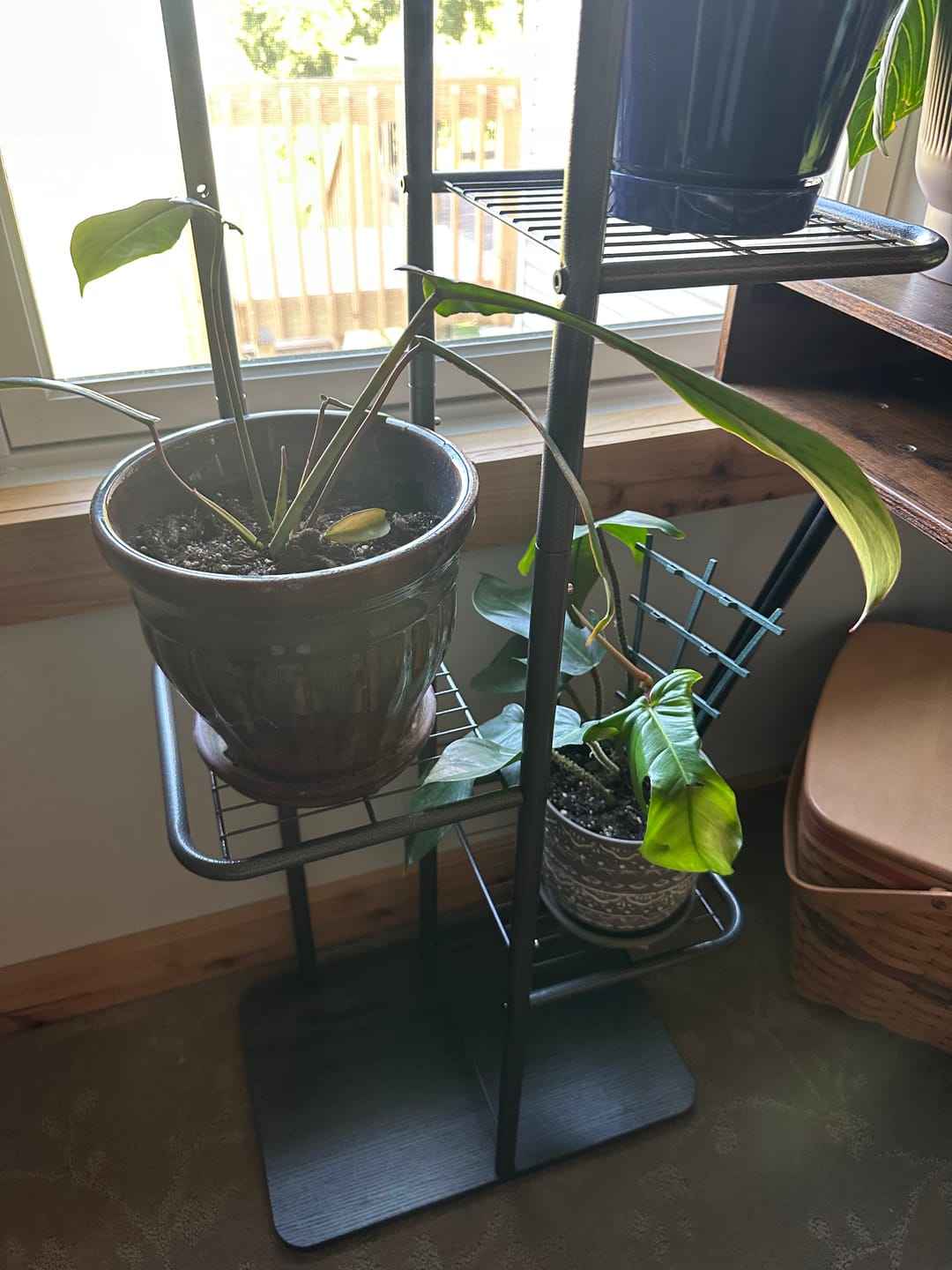 Customer photo review of Philodendron joepii