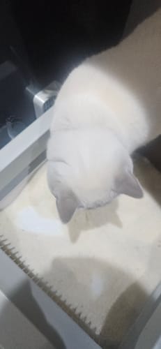 Customer photo review of 1 Month Supply – 2 Cat