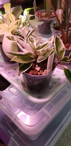 Customer photo review of Hoya carnosa albomarginata