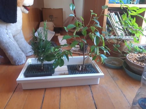 Customer photo review of BONSAI STARTER KIT CB®